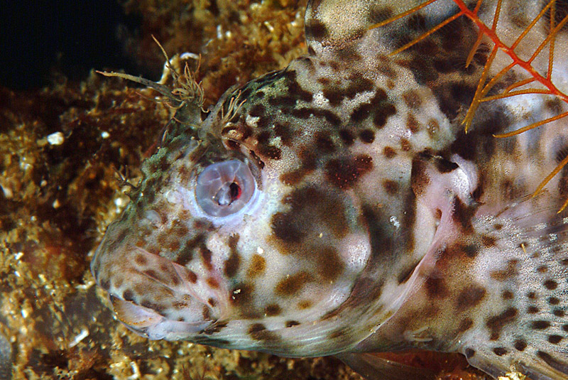 Hypleurochilus bananensis (Poll, 1959)